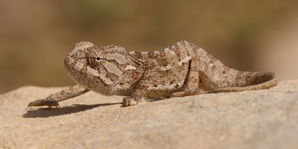 Download 3000 Wallpaper Cicak Bergerak HD Terbaik Download 3000 Wallpaper Cicak Bergerak HD Terbaik