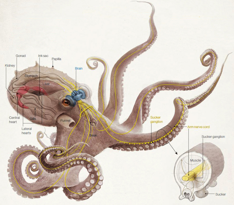 Octopus-anatomy - Umpan