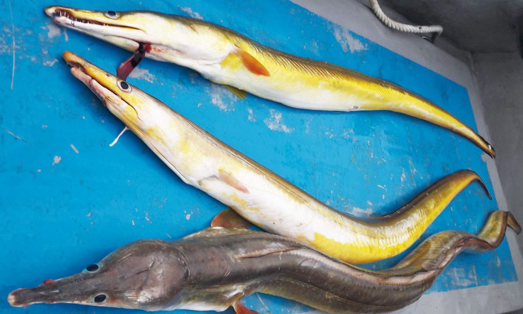 Info Spesies - Kenali Ikan Malong - Umpan