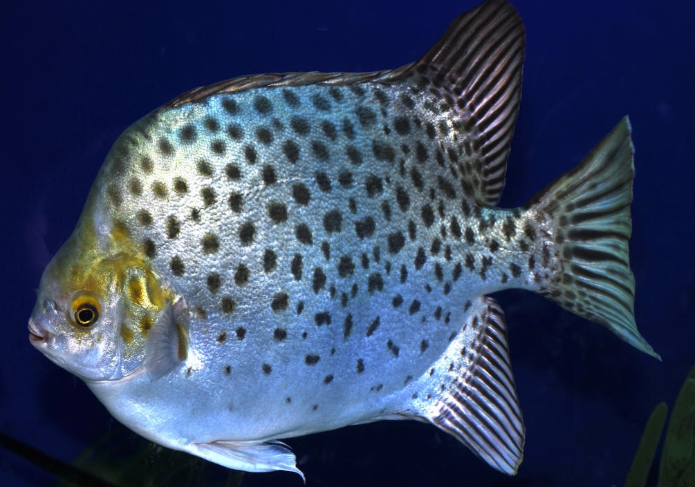 Kenali Ikan Kitang - Umpan